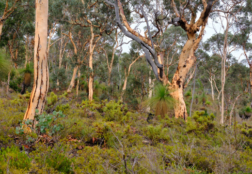 Avon National Park WA AU 2025