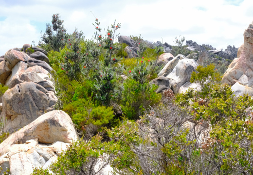 East MT Barren Fitzgerald River NP 2025