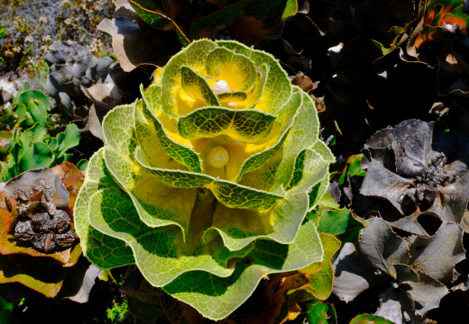DSCF3680