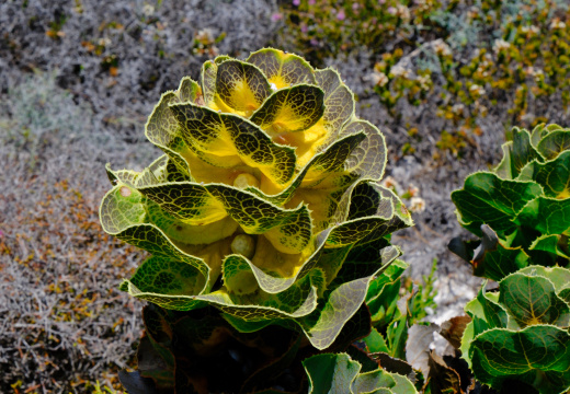 DSCF3681