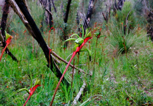 Kings Park WA AU 2026