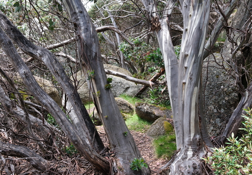 Mount Buffalo NP VIC 2024