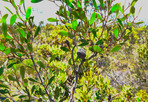 One Tree Hill FR NP 2025