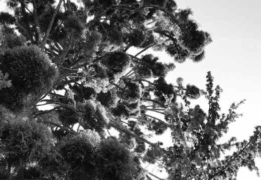 Tasmania B and W