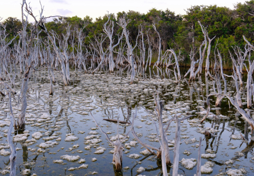 Woody Lake Esperance WA AU 2026