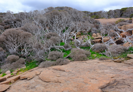 South West WA AU 2024