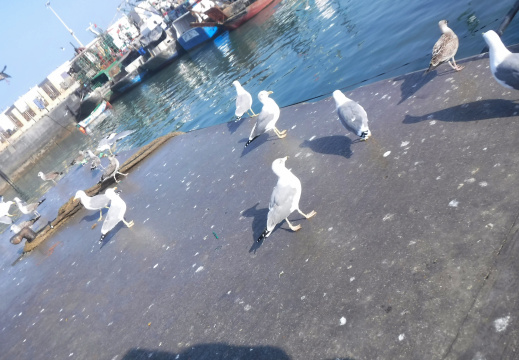 DSCF6479