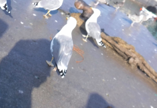 DSCF6486