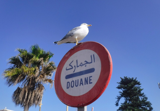 DSCF6508