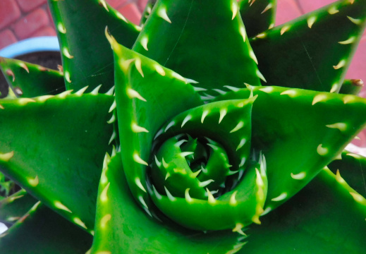 DSCF6524