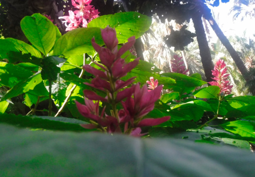 DSCF6561