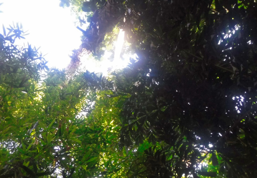 DSCF6564