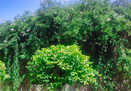 DSCF6569