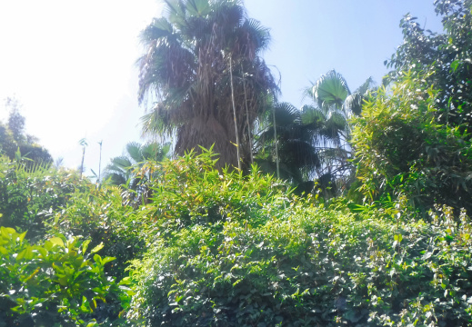 DSCF6570