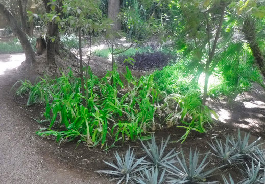 DSCF6580