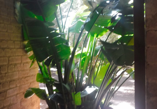 DSCF6596