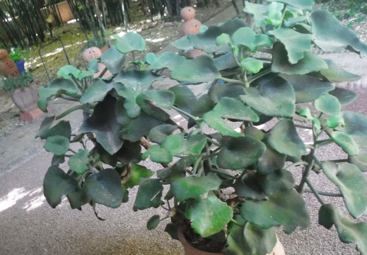 DSCF6598