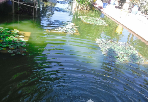 DSCF6602