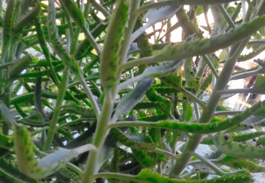 DSCF6606