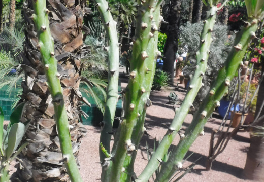 DSCF6615