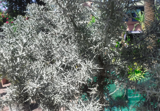 DSCF6616
