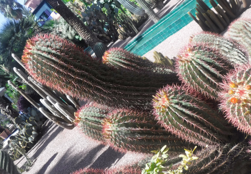DSCF6625