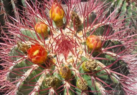 DSCF6626