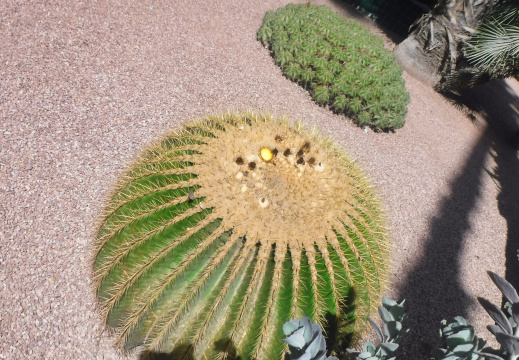 DSCF6628