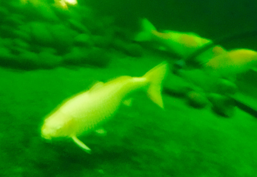DSCF6632