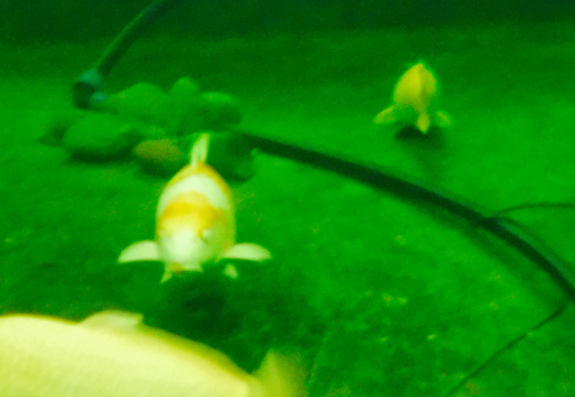 DSCF6637