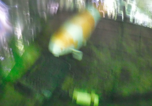 DSCF6639