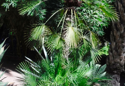 DSCF6654
