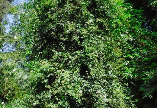 DSCF6655