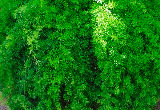 DSCF6658