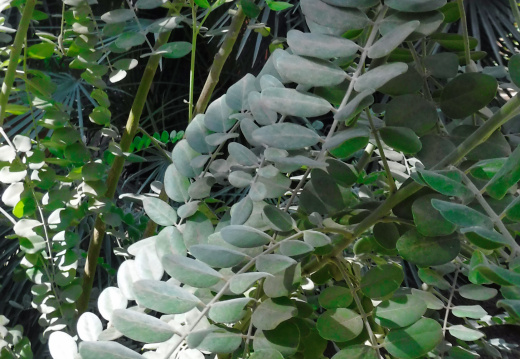 DSCF6662