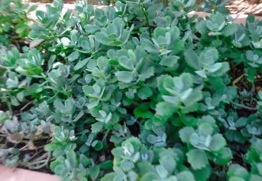DSCF6664