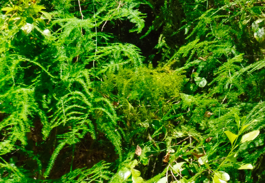 DSCF6665