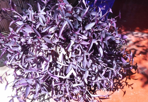 DSCF6667