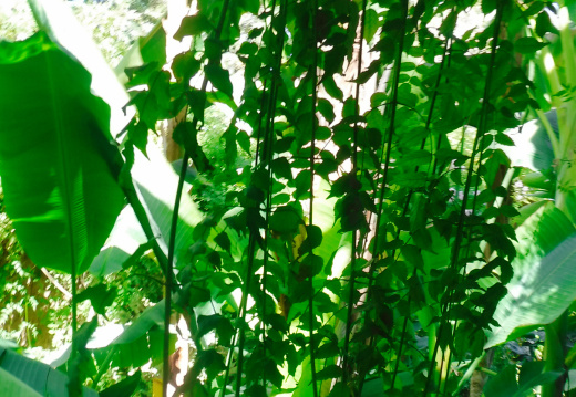 DSCF6669