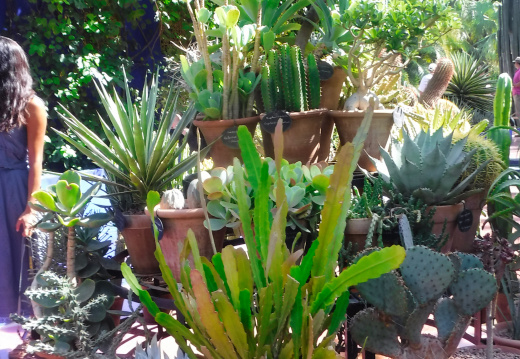 DSCF6677