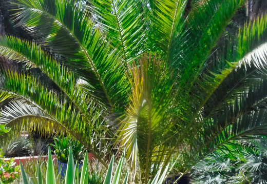 DSCF6691