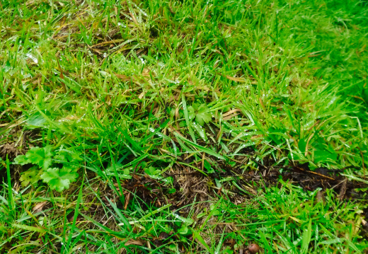 DSCF6733