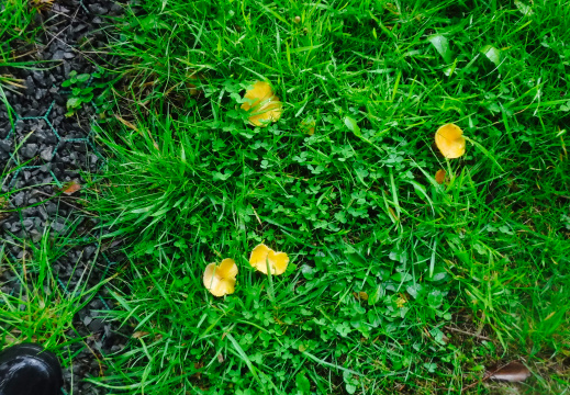 DSCF6737
