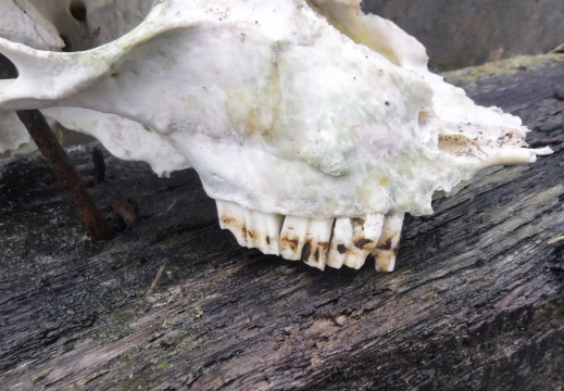 DSCF6761