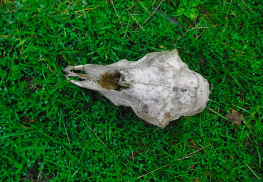 DSCF6762