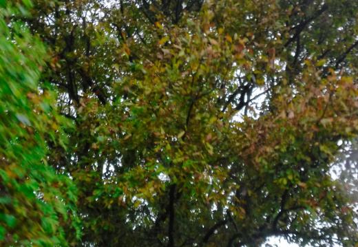 DSCF6764