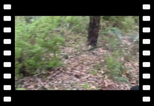 Walpole WA AU January 2026