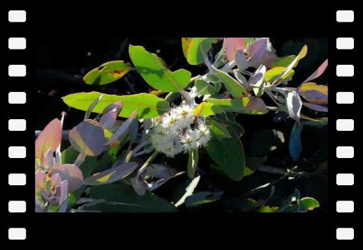 Hakea Trail Fitzgerald River NP WA AU 2025